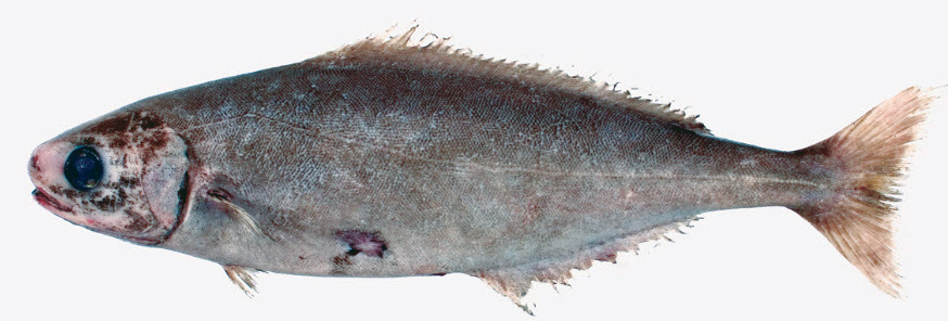 Centrolophus niger_07.jpg